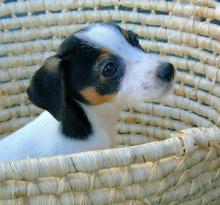 ジャック・ラッセル・テリア - 山形のペットショップ【小型犬から大型