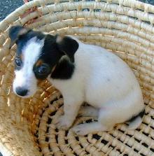 セール！希少♪ジャックラッセルテリア　パペット　アンティーク 2025年最新】Yahoo!オークション -#ジャックラッセルテリア